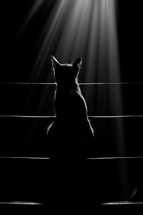 Cat Language