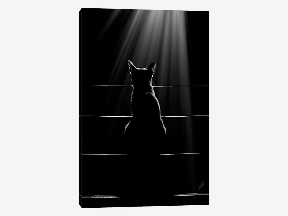 Cat Language by Kathrin Federer 1-piece Canvas Wall Art
