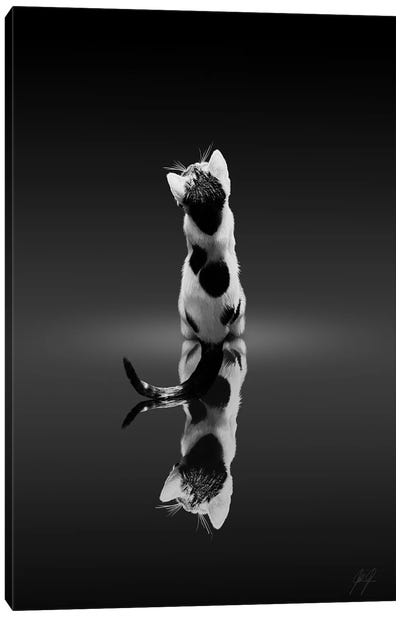 Mirroring Cat Canvas Art Print - Kathrin Federer