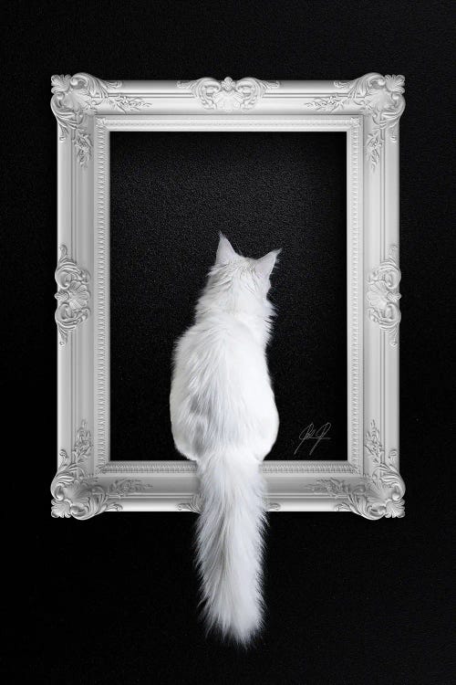 Cat In Frame