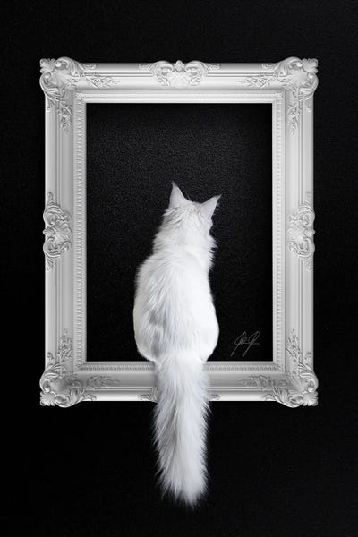 Cat In Frame