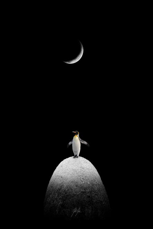 The Majestic Penguin by Kathrin Federer wall art