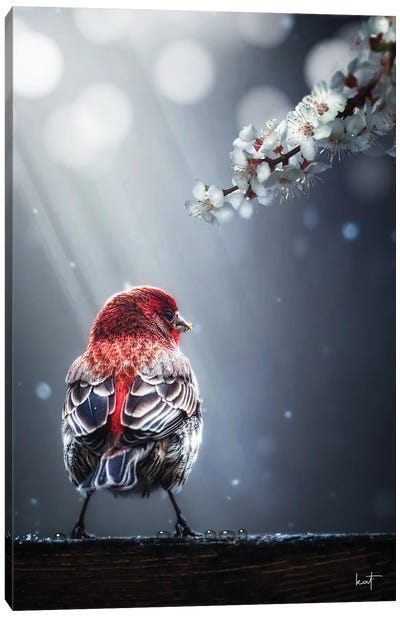 Early Spring Bird Canvas Art Print - Kathrin Federer