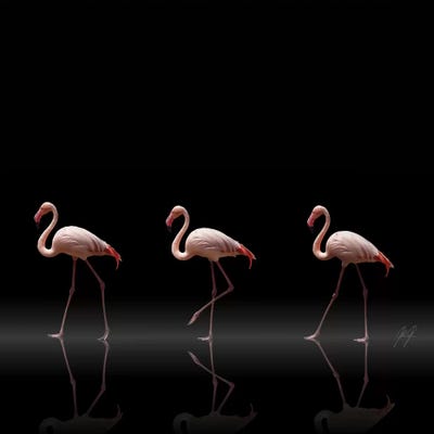 Flamingo Parade by Kathrin Federer canvas print