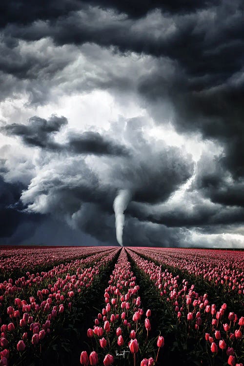 Tulips Braving The Storm