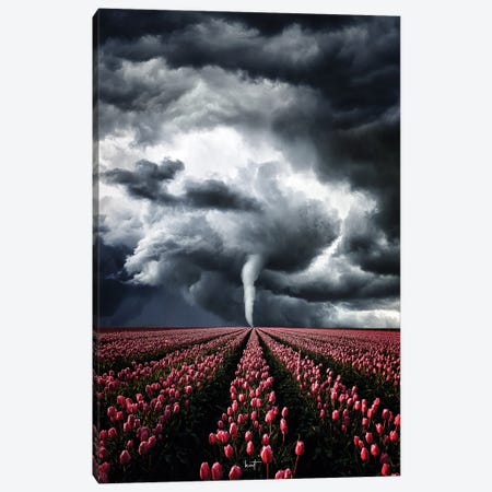 Tulips Braving The Storm Canvas Print #KFD194} by Kathrin Federer Canvas Wall Art