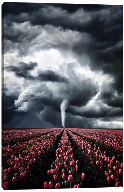 Tulips Braving The Storm Canvas Art Print - Tulip Art