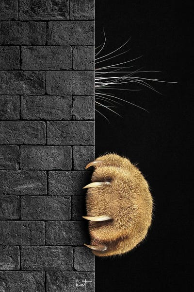 Shyness Vs. Curiosity by Kathrin Federer canvas print