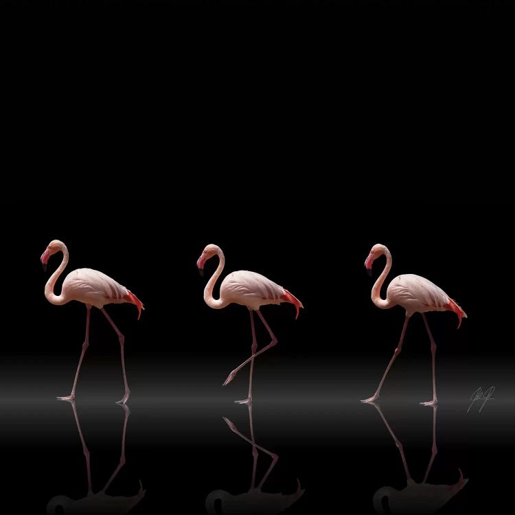 Flamingo Parade