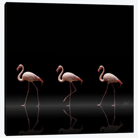 Flamingo Parade Canvas Print #KFD19} by Kathrin Federer Canvas Art Print