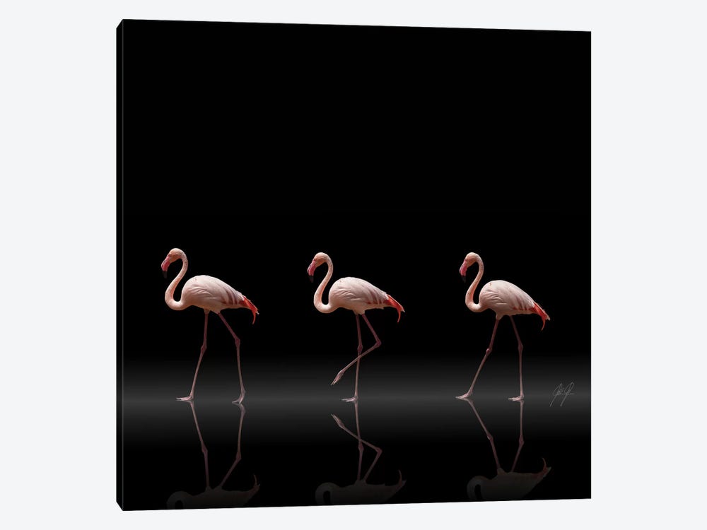 Flamingo Parade by Kathrin Federer 1-piece Canvas Art Print