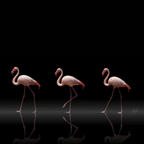 Flamingos: Flamingo Parade by Kathrin Federer