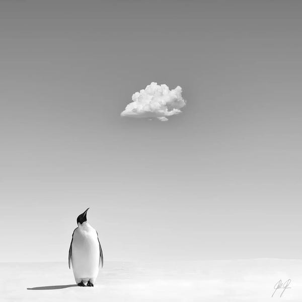 Penguins: A Cooling In The Scorching Heat by Kathrin Federer