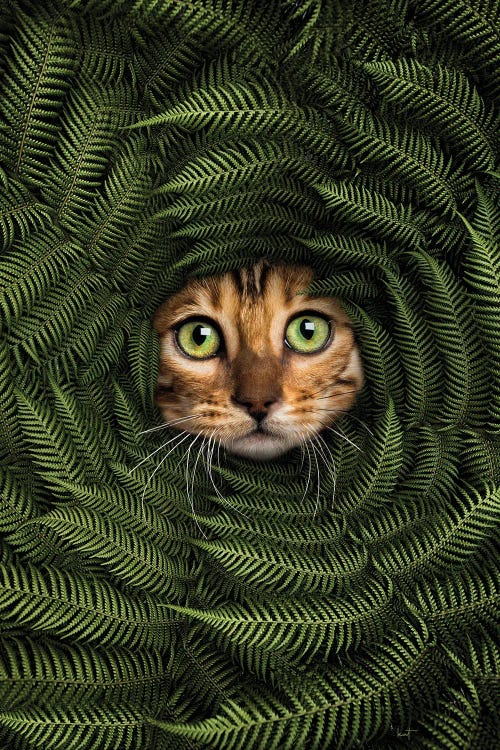 Cat In Fern