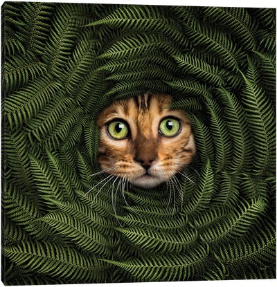 Cat In Fern II Canvas Art Print - Kathrin Federer