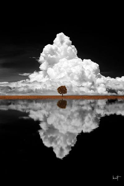 Clouds: Maple Tree by Kathrin Federer