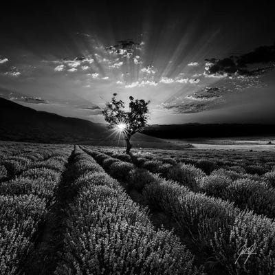 Fragrant Lavender by Kathrin Federer framed canvas print