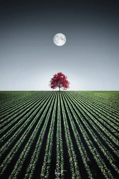 The Beguiling Maple by Kathrin Federer wall art