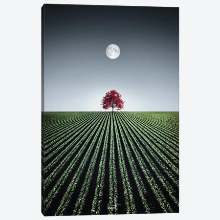 The Beguiling Maple Canvas Print #KFD211} by Kathrin Federer Canvas Wall Art
