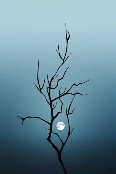 Large | 37"-48": The Branch by Kathrin Federer