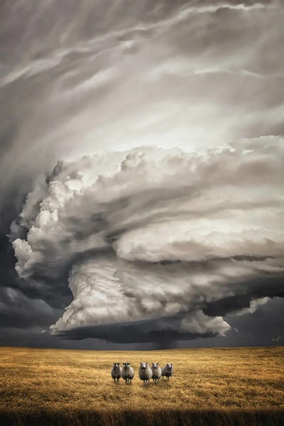 Sheep: Unimpressed Sheep by Kathrin Federer