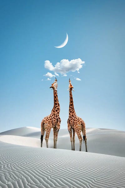 Giraffes: Trinklust by Kathrin Federer