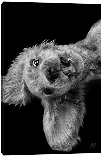 Freaky Friday Canvas Art Print - Animal & Pet Photography