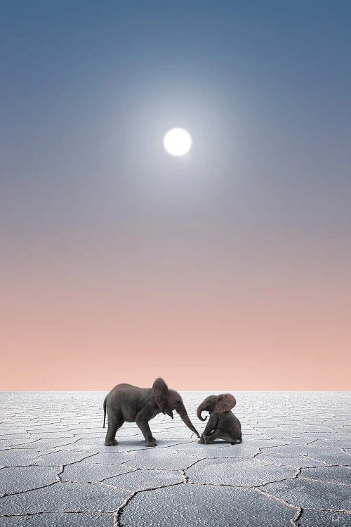 Elephants In The Desert by Kathrin Federer wall art