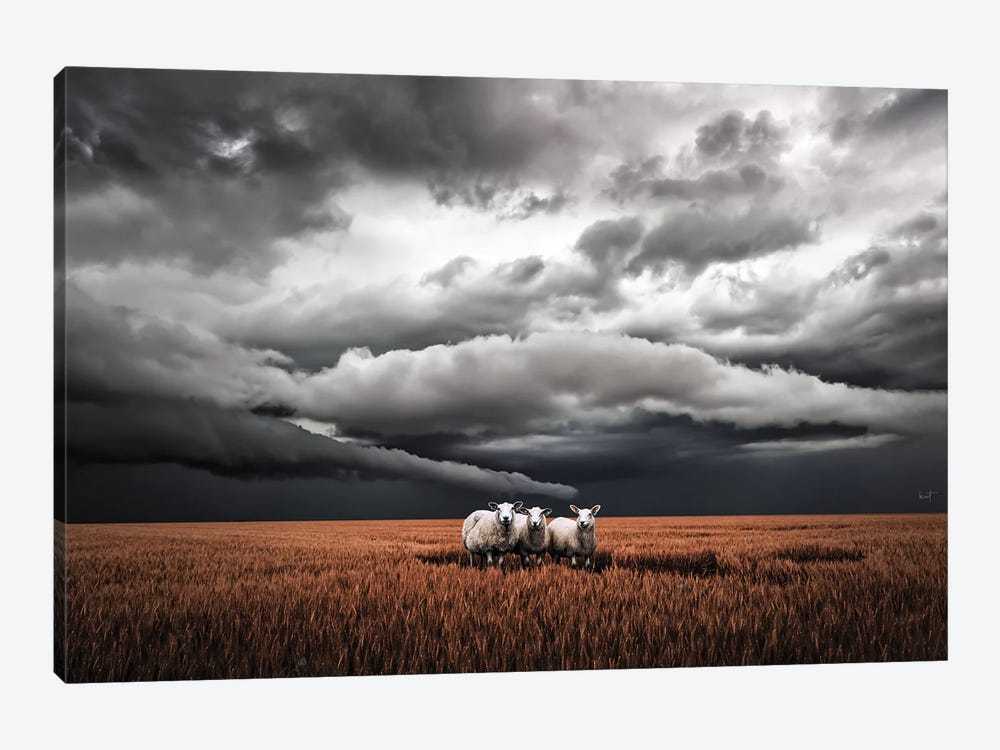 Absentminded Sheep (Landscape) by Kathrin Federer 1-piece Canvas Print