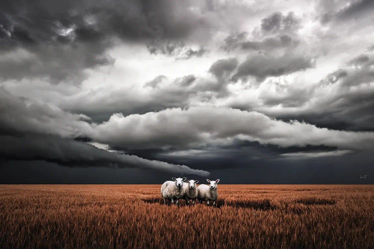 Absentminded Sheep (Landscape)