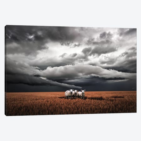 Absentminded Sheep (Landscape) Canvas Print #KFD233} by Kathrin Federer Canvas Wall Art