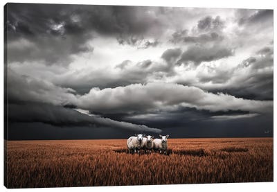 Absentminded Sheep (Landscape) Canvas Art Print - Sheep Art