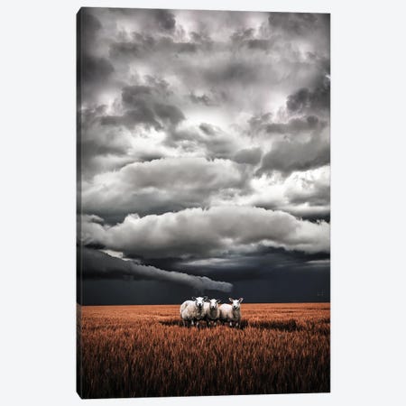 Absentminded Sheep Canvas Print #KFD234} by Kathrin Federer Canvas Art Print