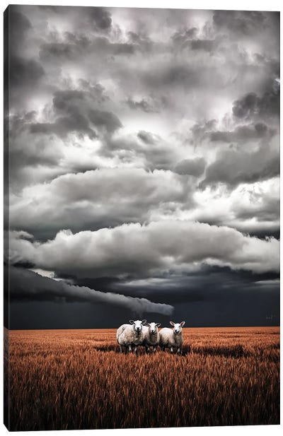 Absentminded Sheep Canvas Art Print - Kathrin Federer