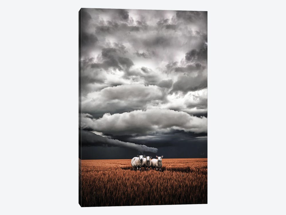 Absentminded Sheep by Kathrin Federer 1-piece Canvas Art