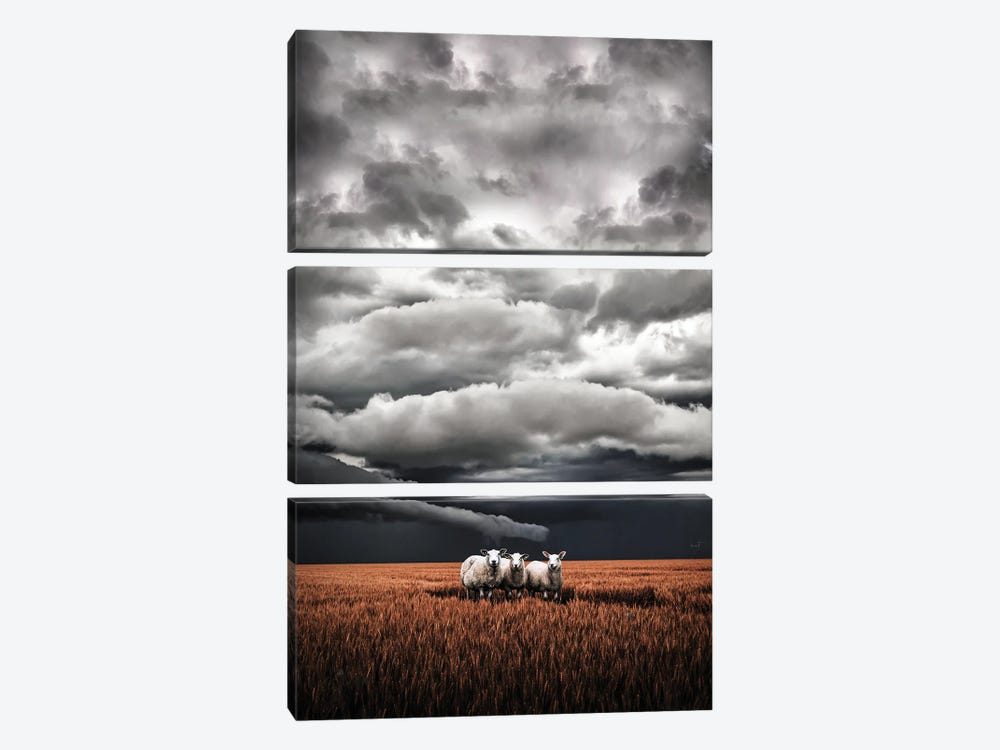Absentminded Sheep by Kathrin Federer 3-piece Canvas Artwork
