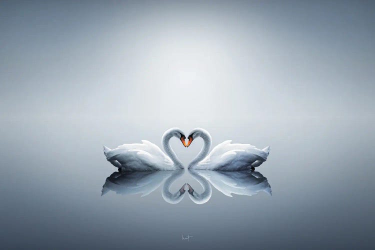 Love Swans by Kathrin Federer wall art