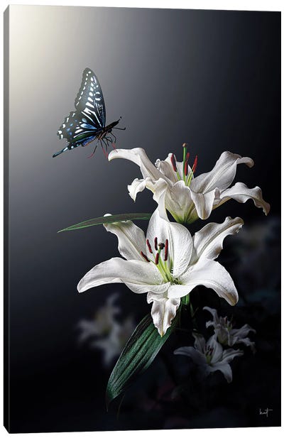 White Lily Canvas Art Print