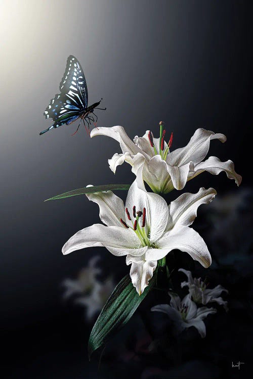 White Lily