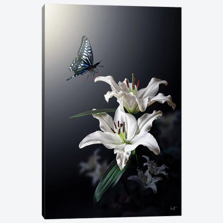 White Lily Canvas Print #KFD238} by Kathrin Federer Canvas Wall Art
