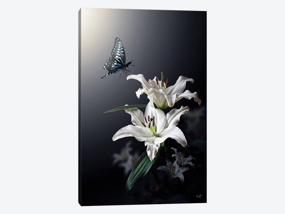 White Lily by Kathrin Federer 1-piece Canvas Wall Art