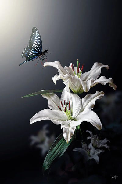 Lilies: White Lily by Kathrin Federer