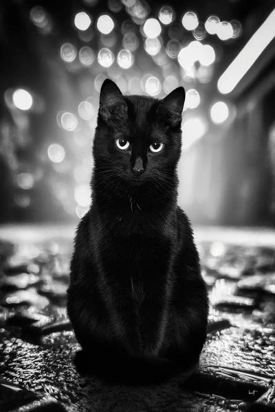 Black Cats: Tom Street Guard (BnW) by Kathrin Federer