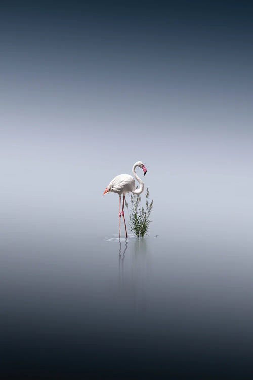Freeze The Moment by Kathrin Federer wall art
