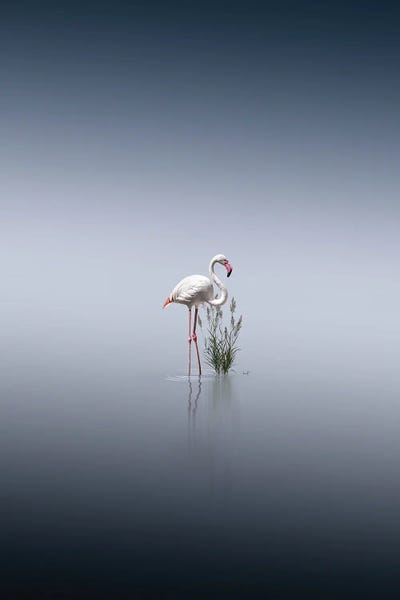 Flamingos: Freeze The Moment by Kathrin Federer