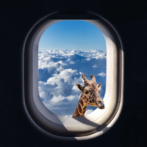 Giraffes: Having Dinner? by Kathrin Federer