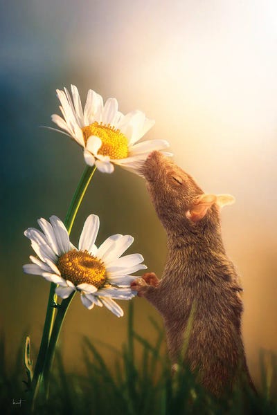 Daisies: Spring Fragrance by Kathrin Federer
