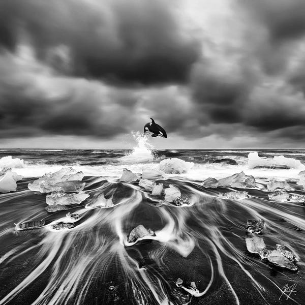Orcas: Ice Whale I by Kathrin Federer