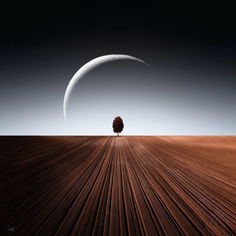The Birch by Kathrin Federer wall art