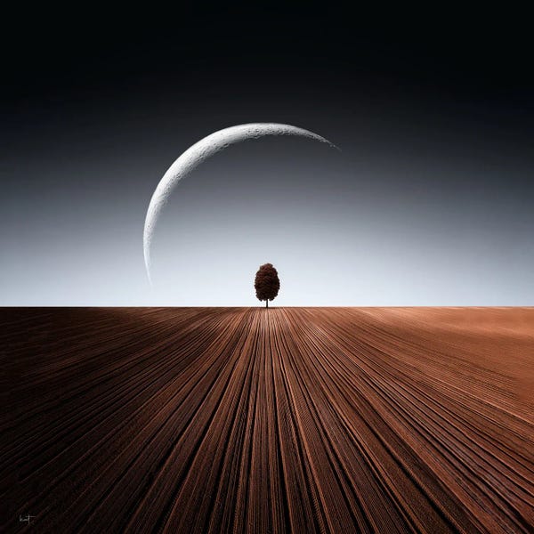 Minimalist Photography: The Birch by Kathrin Federer